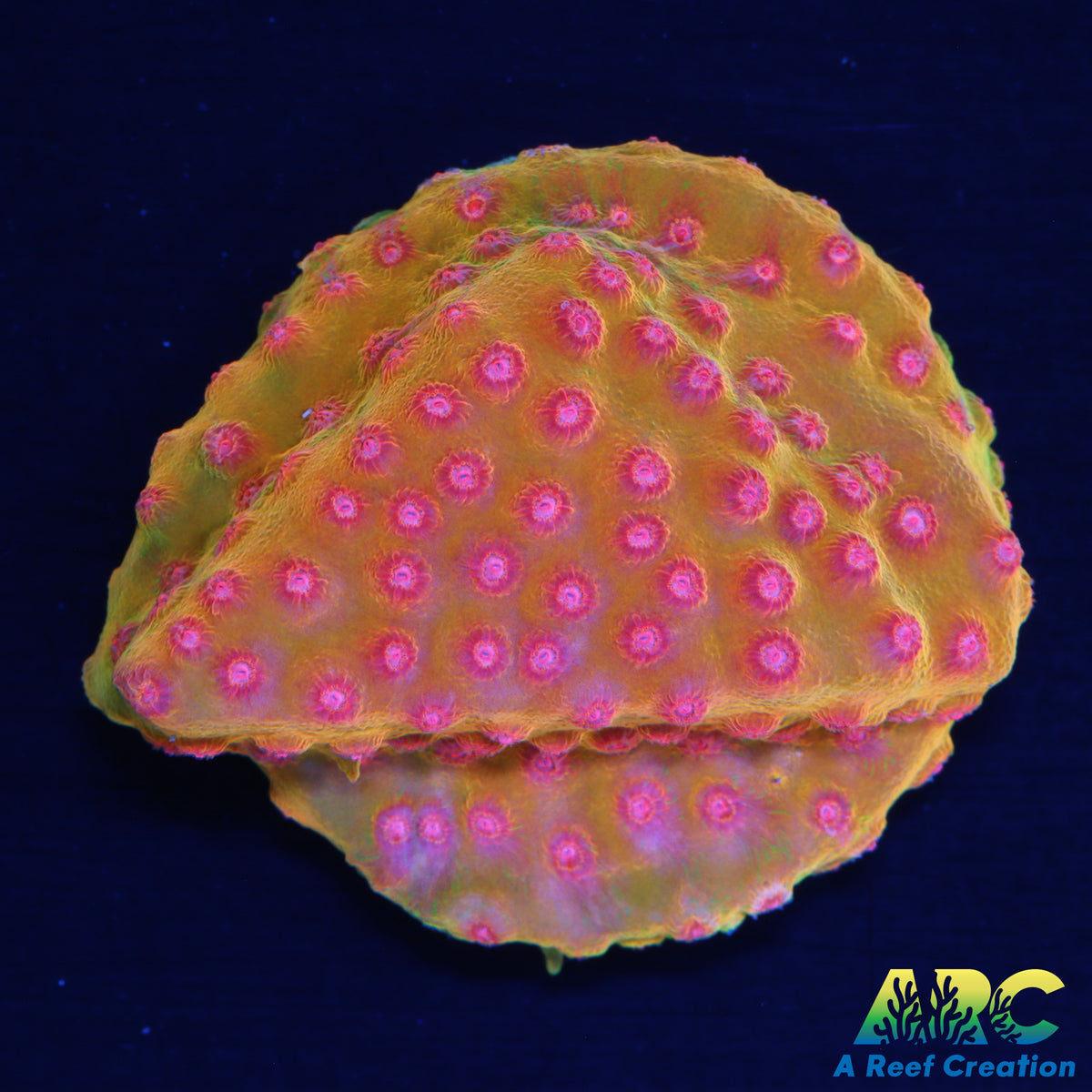 Defcon Cyphastrea