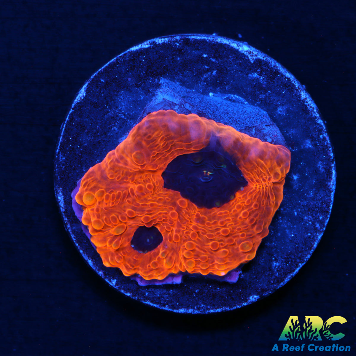 ARC Pumpkin King Acan Echinata