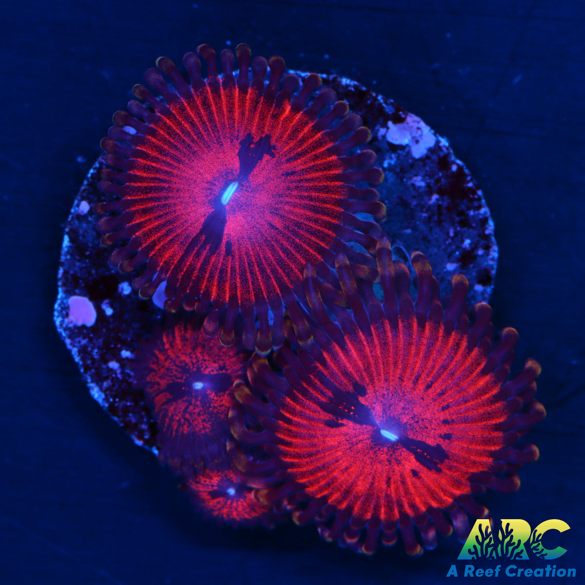 WWC Blood Suckers
