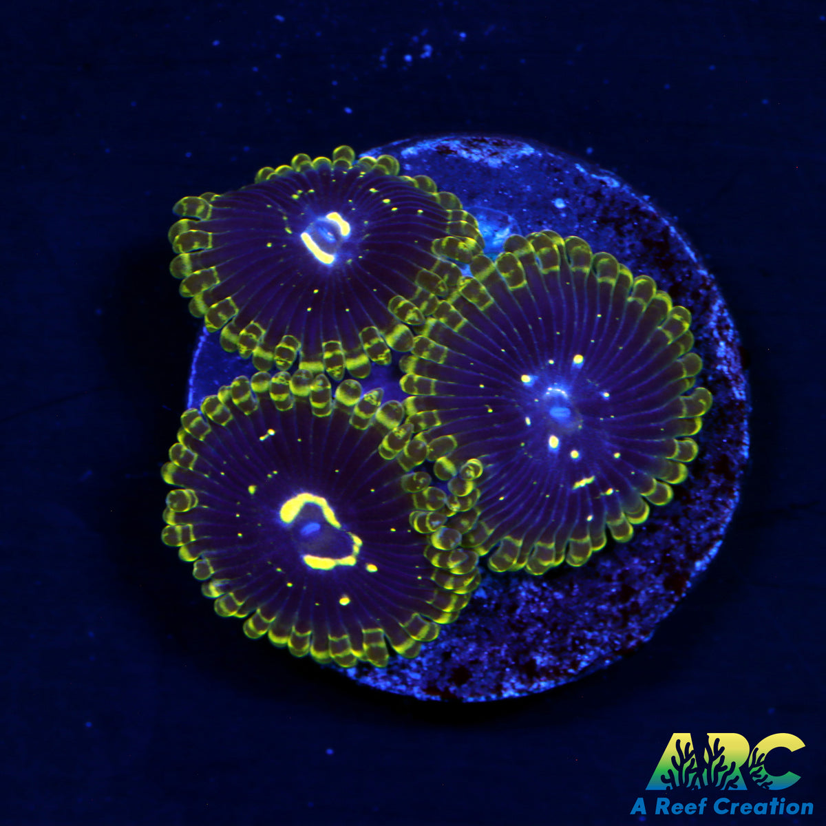 Exospheres