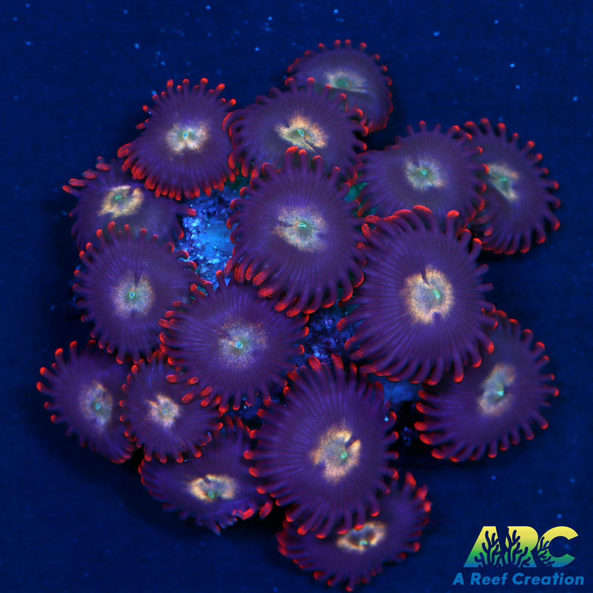 ARC Keith's Old School Zoas