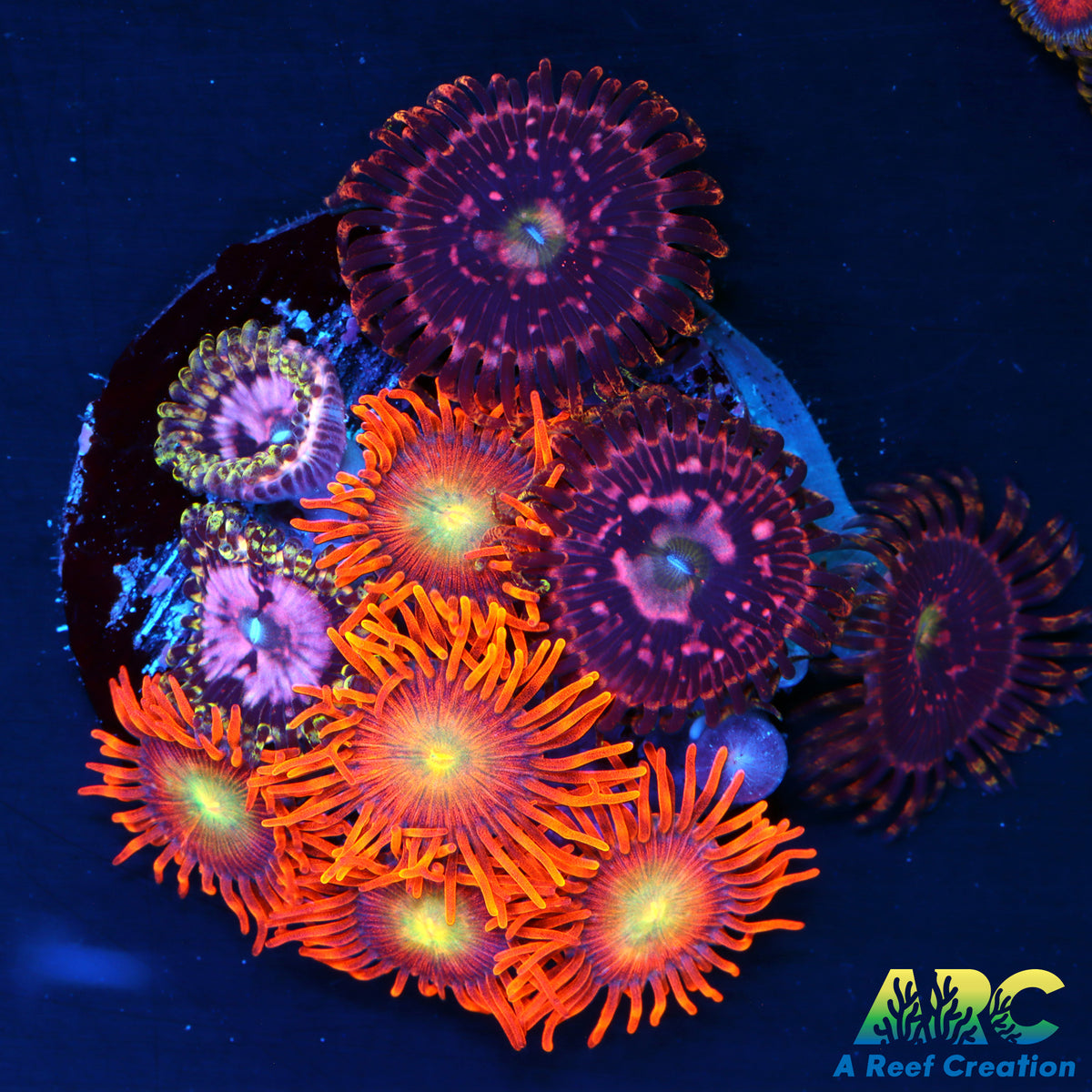 Zoa Garden