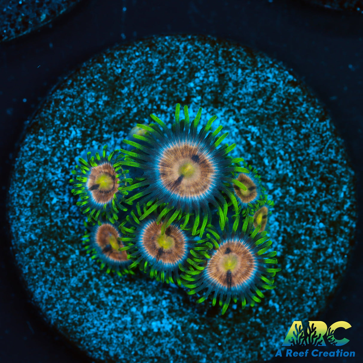 WWC Sweet Tooth Zoas
