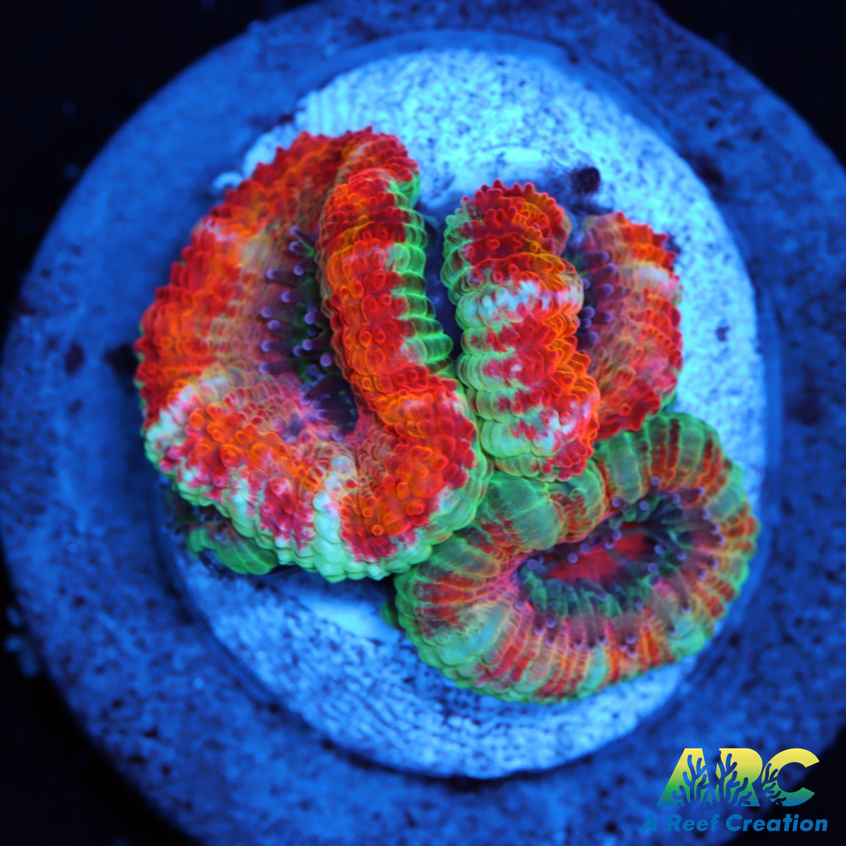 ARC Jolly Rancher Acan