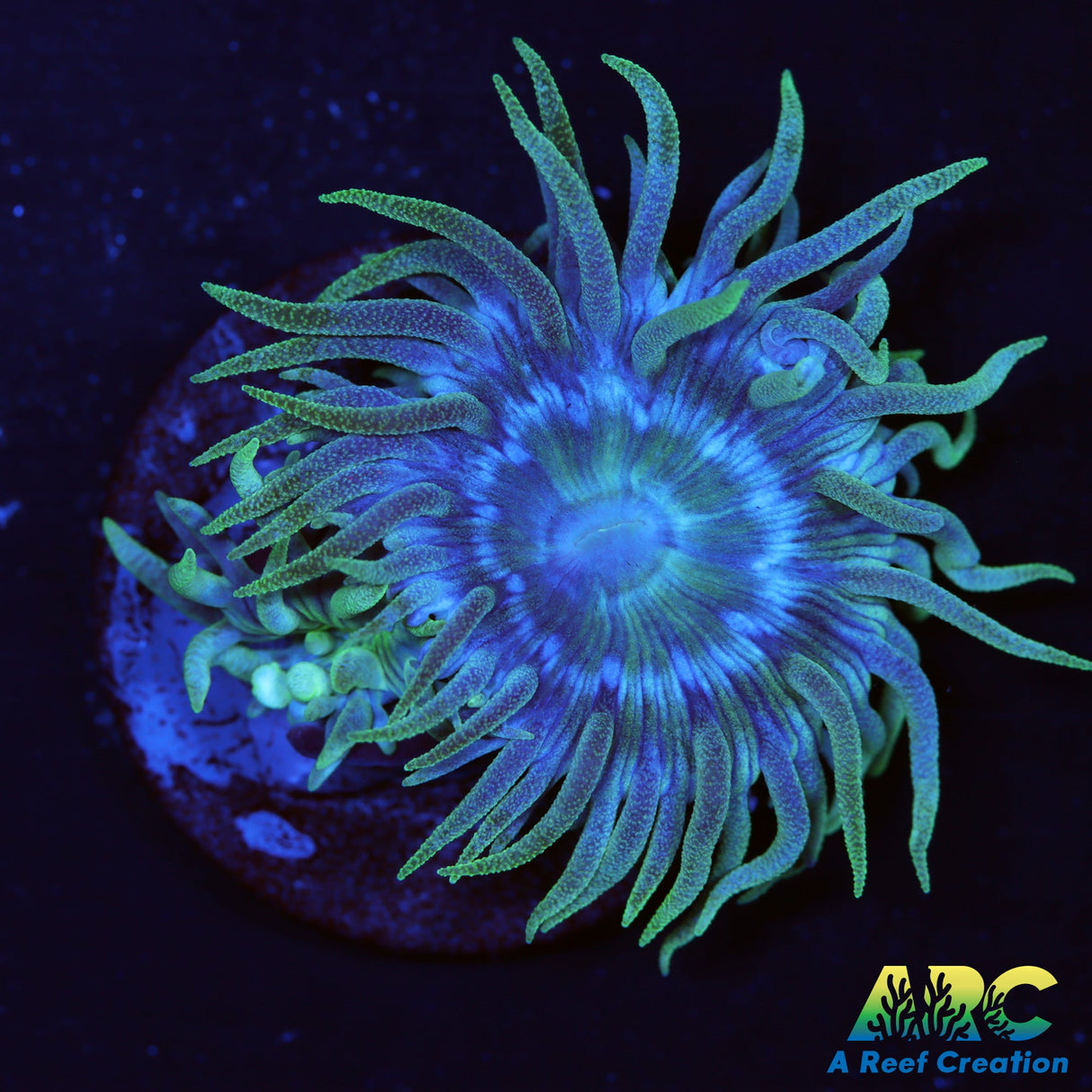 ARC Lemon Lime Duncan