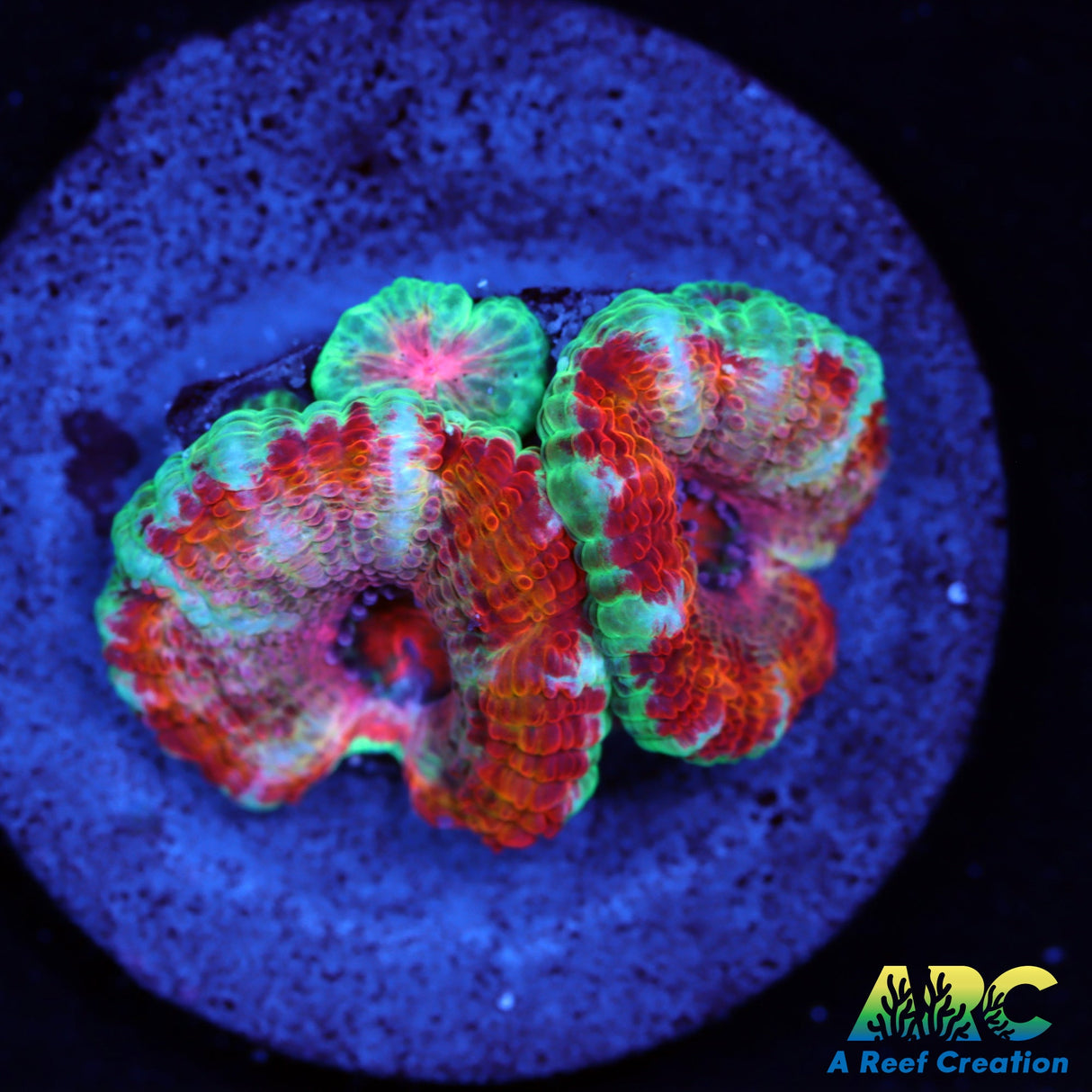 ARC Jolly Rancher Acan