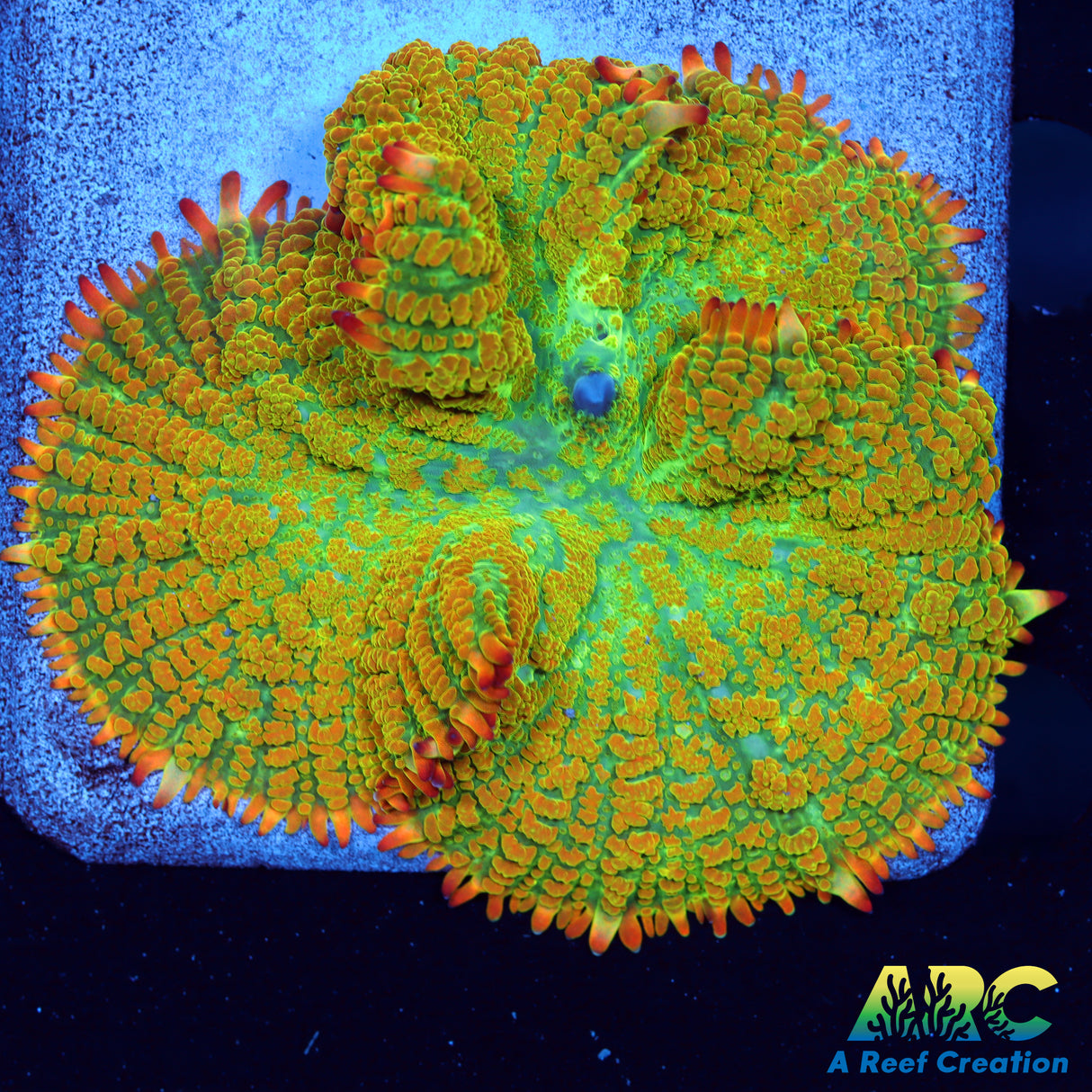 XL Tequila Sunrise Mushroom on 3" Tile