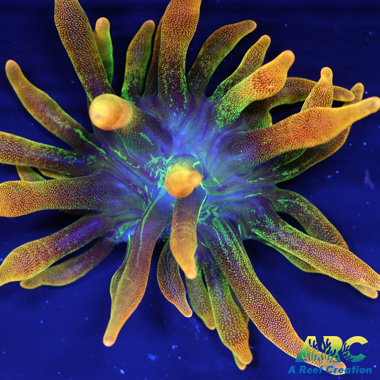 Chicago Sunburst Bubble Tip Anemone