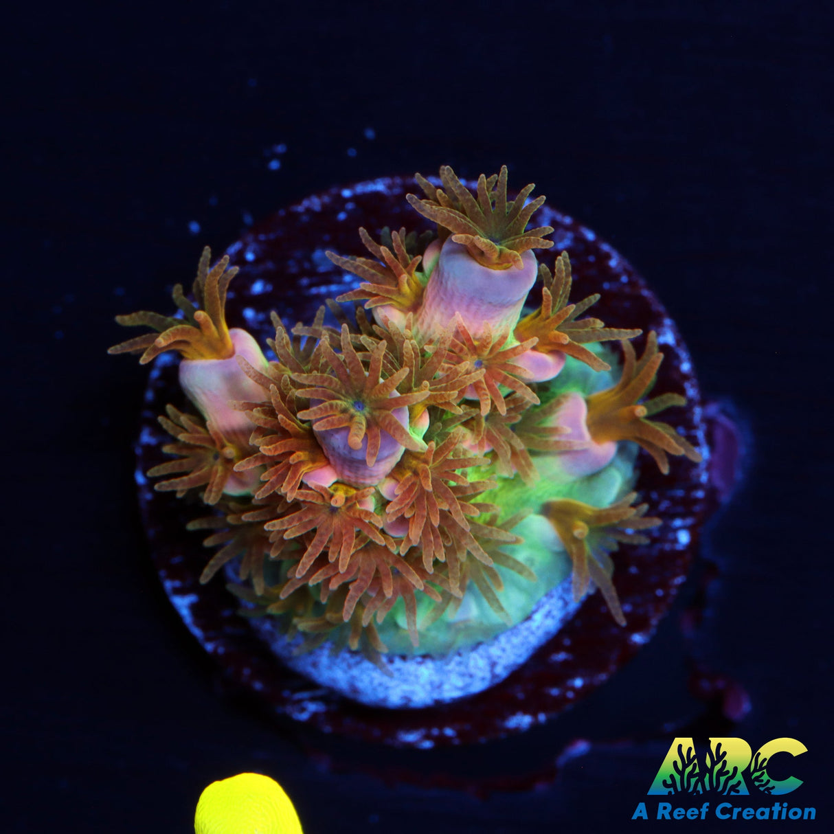 RRC Angry Birds Acro