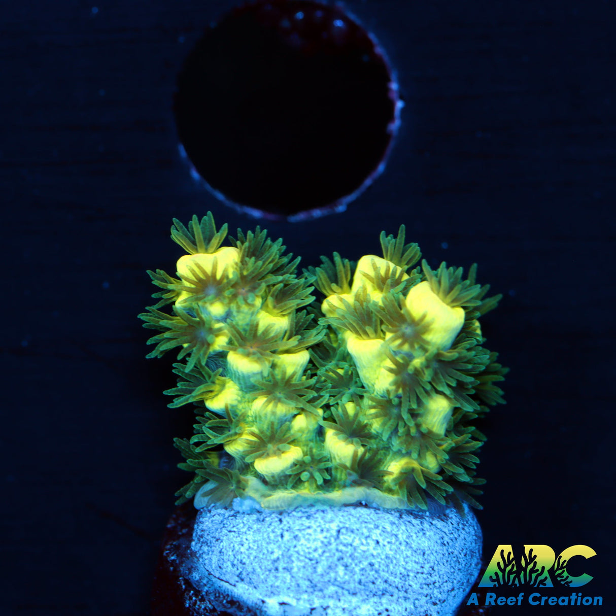 TCK Solar Beam Tenuis