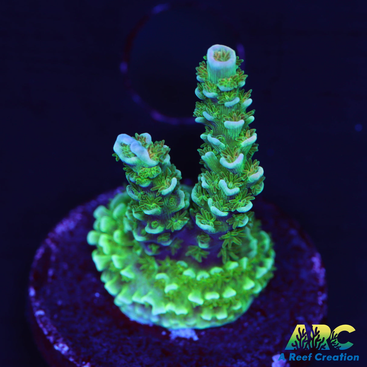 CC Pink Highlighter Tenuis