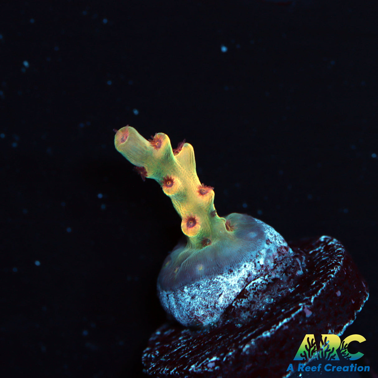 BK Chem Crème De La Crème