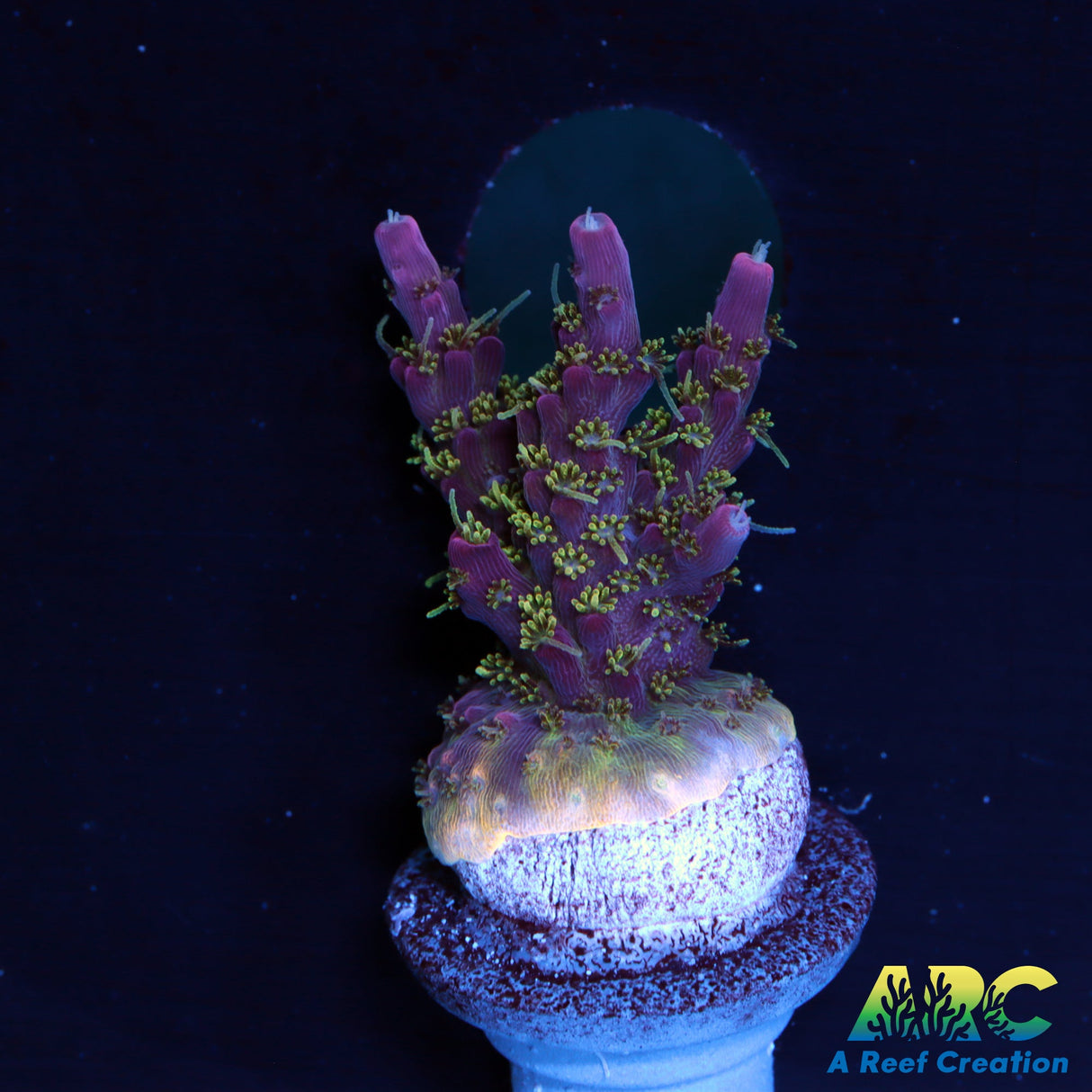 Tyree Pinky the Bear