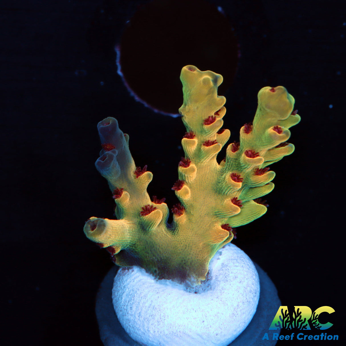 BK Chem Crème de la Crème