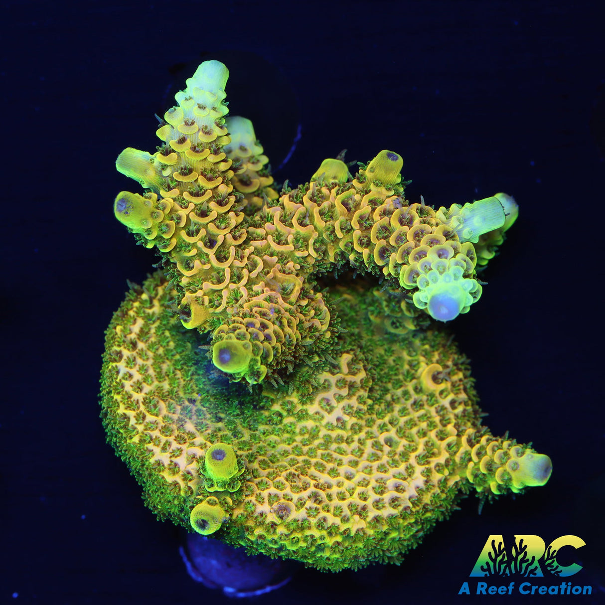 RRC Rainbow Splice Chunk