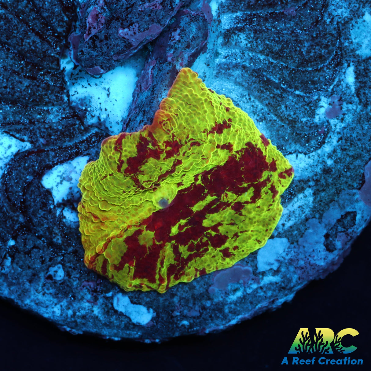 Eclectus Jawbreaker Mushroom