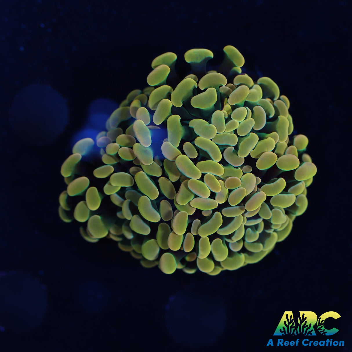 ARC Golden Holo Hammer