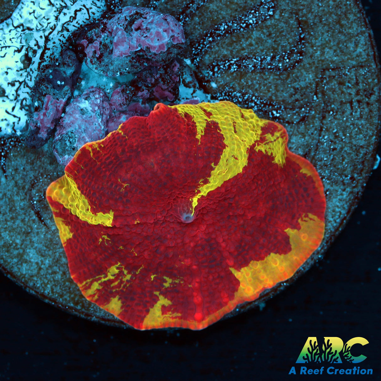 Eclectus Jawbreaker Mushroom