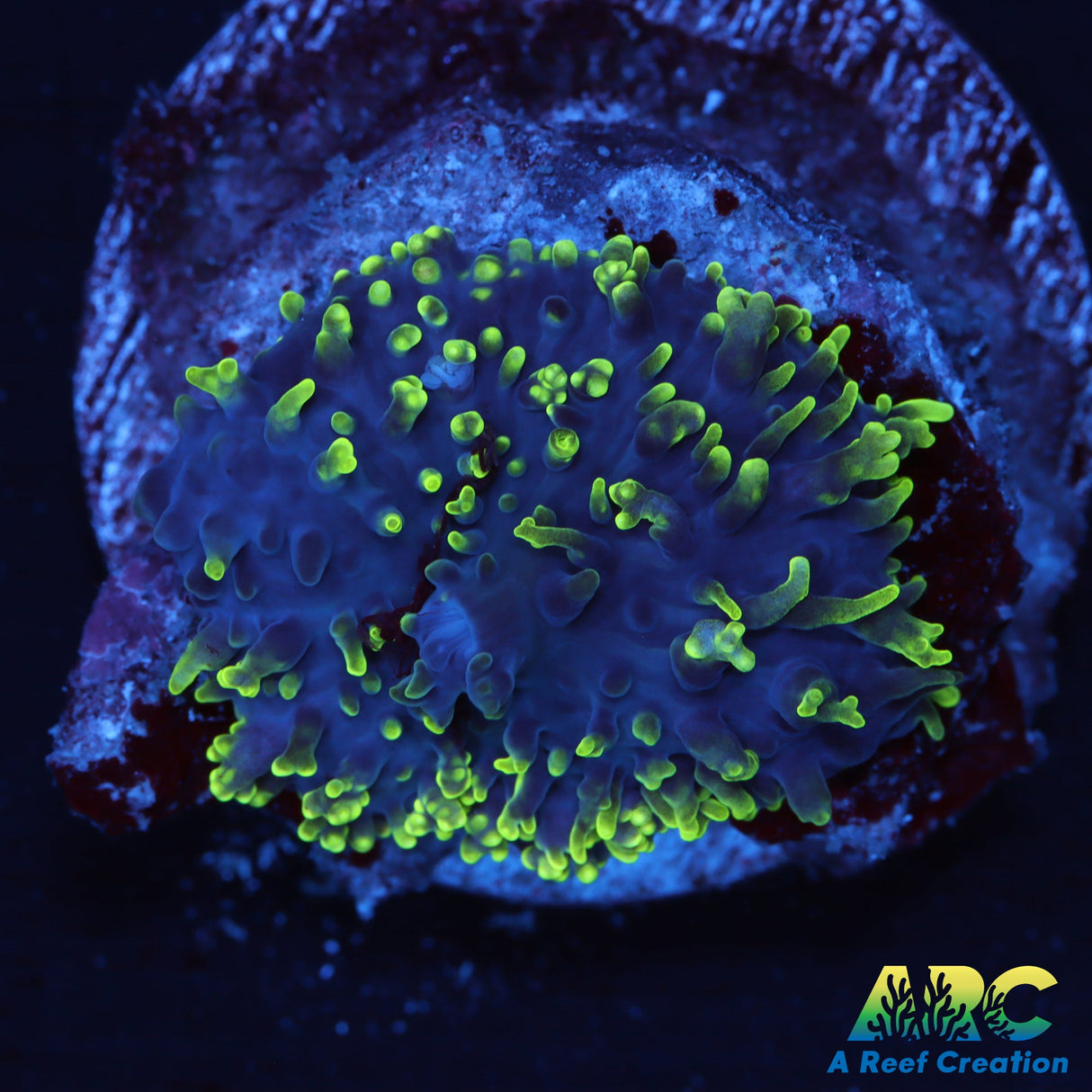 Green Hairy Mushroom