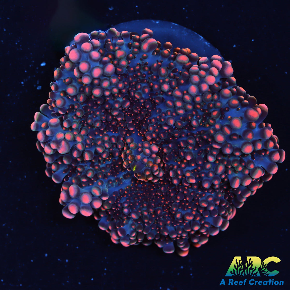 ARC Bean Bag Yuma A Reef Creation