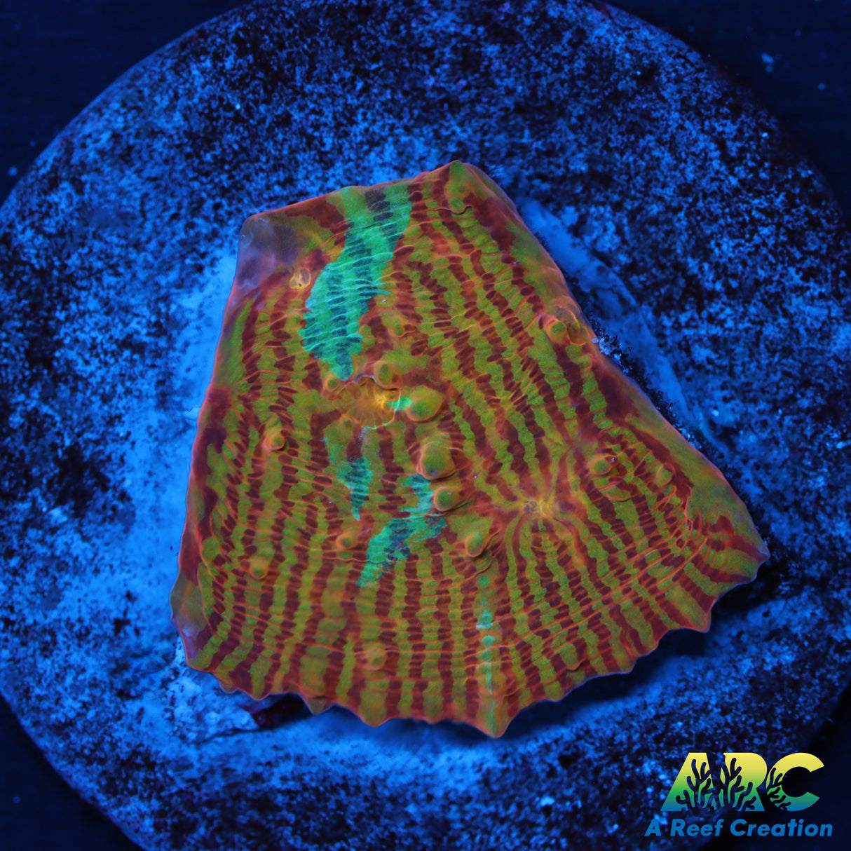 Tony's Crazy Convict Chalice