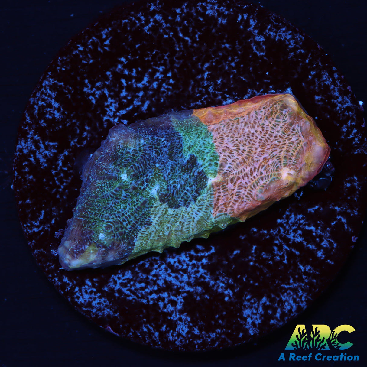 ARC Pastel Rainbow Chalice