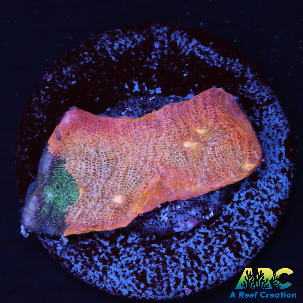 ARC Pastel Rainbow Chalice