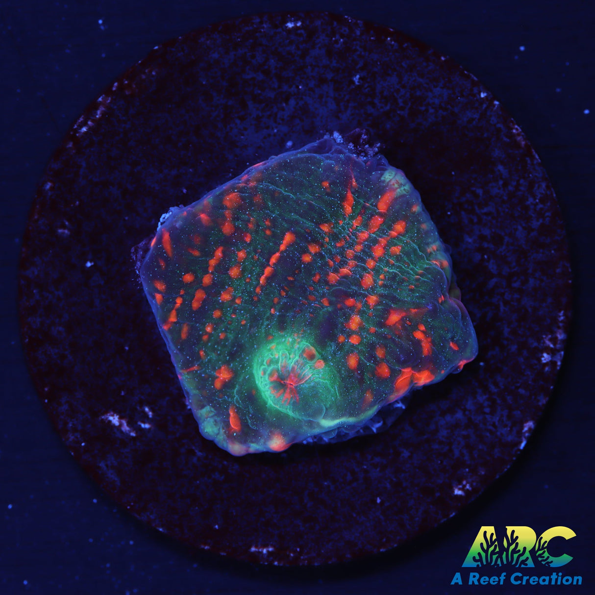 ARC Krakatoa Chalice