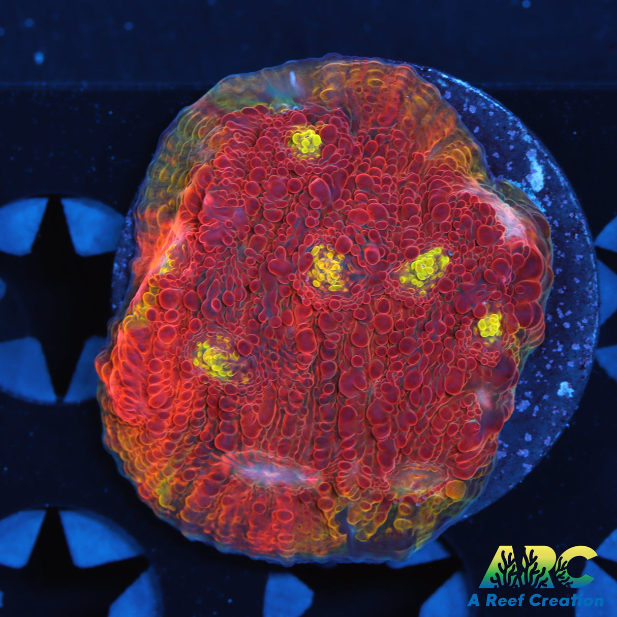 ARC Melting Pot Chalice