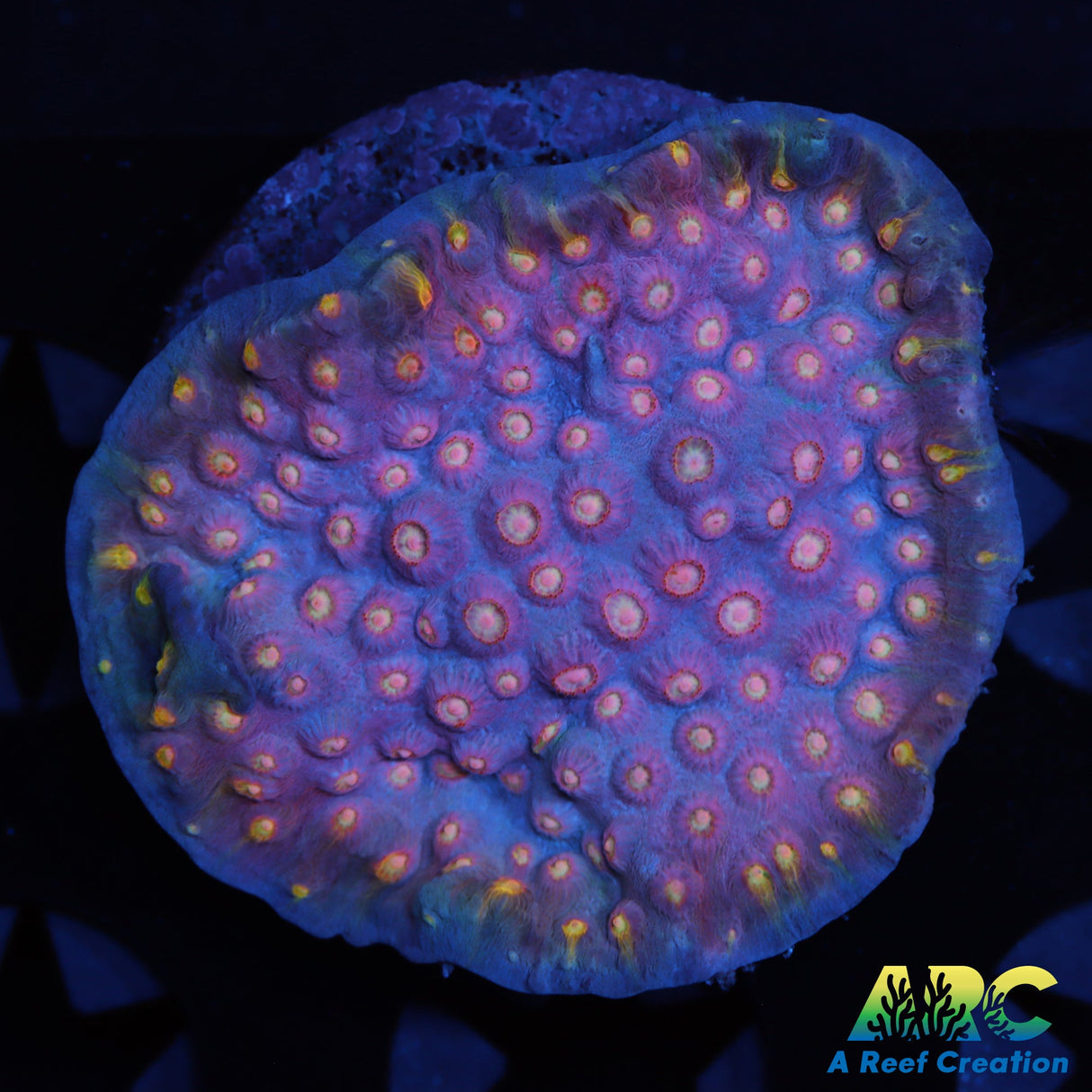 ARC Halley's Comet Plating Cyphastrea