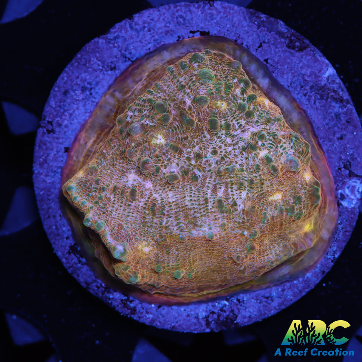 ARC Pastel Rainbow Chalice