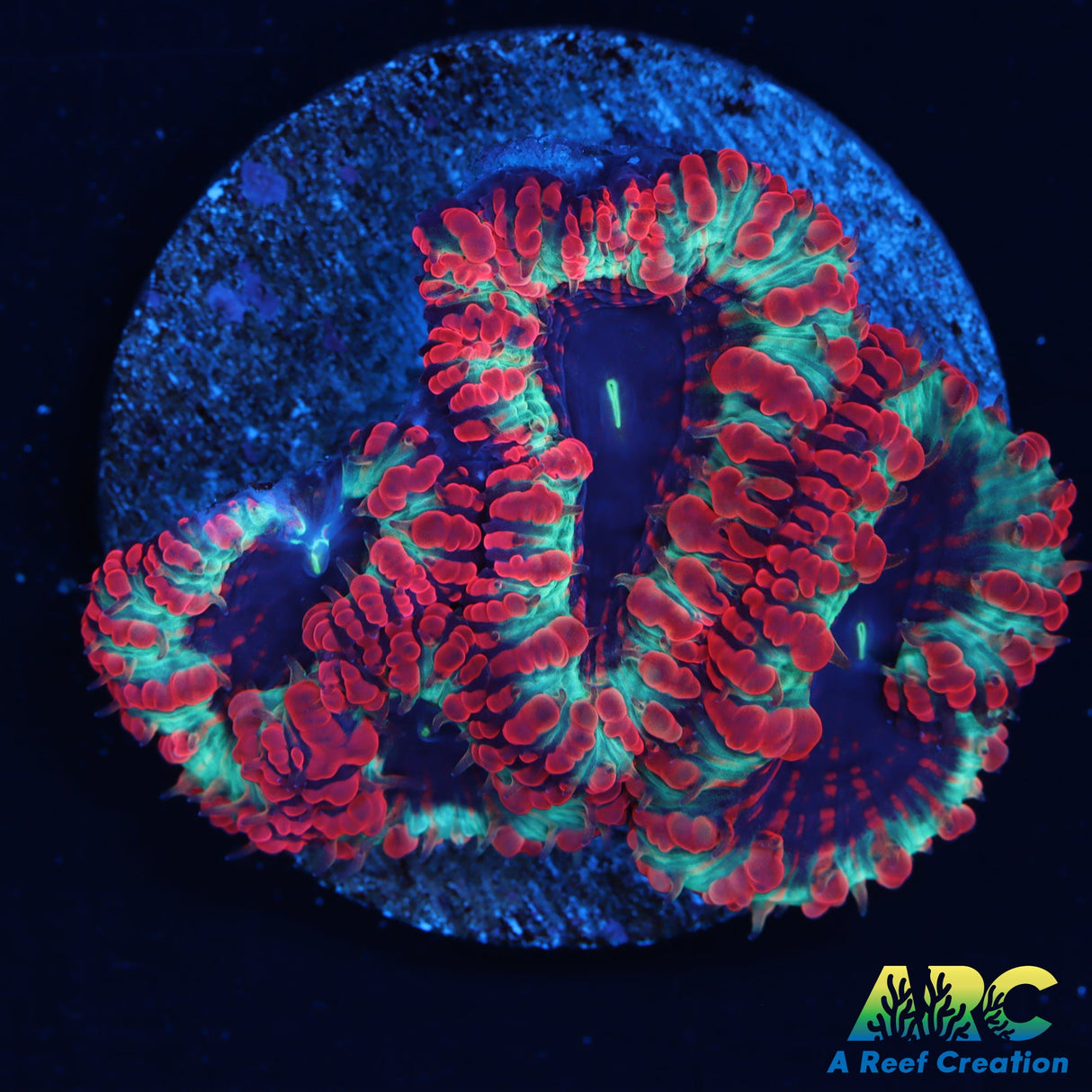 Amazing Blastomussa Wellsi