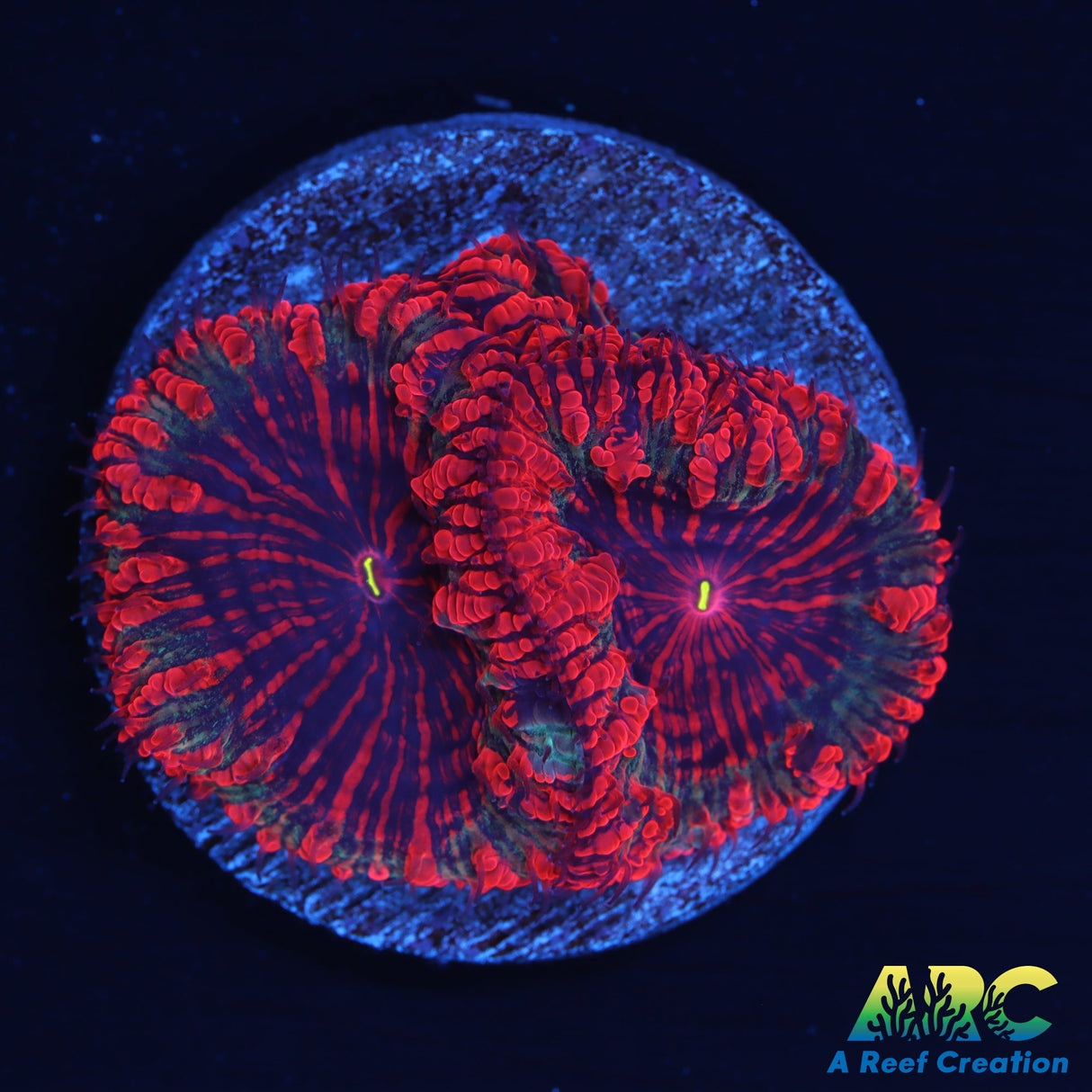 Amazing Blastomussa Wellsi