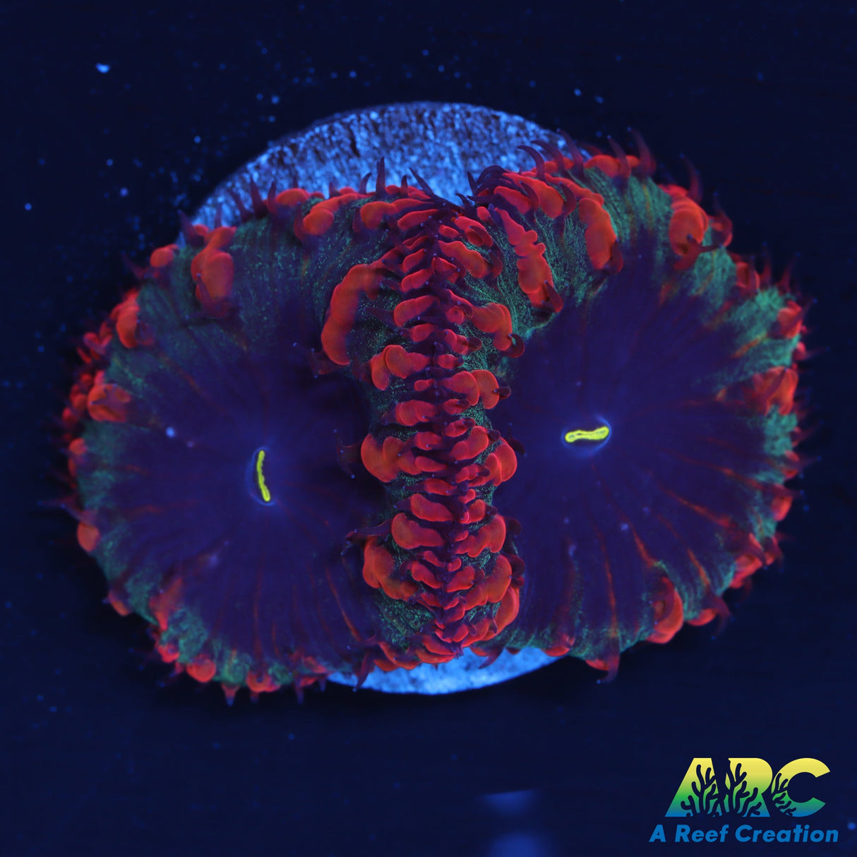 Amazing Blastomussa Wellsi