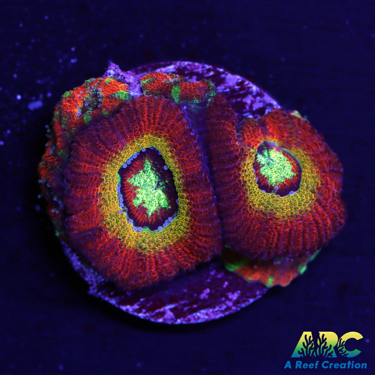 WWC Ruby Red Micromussa