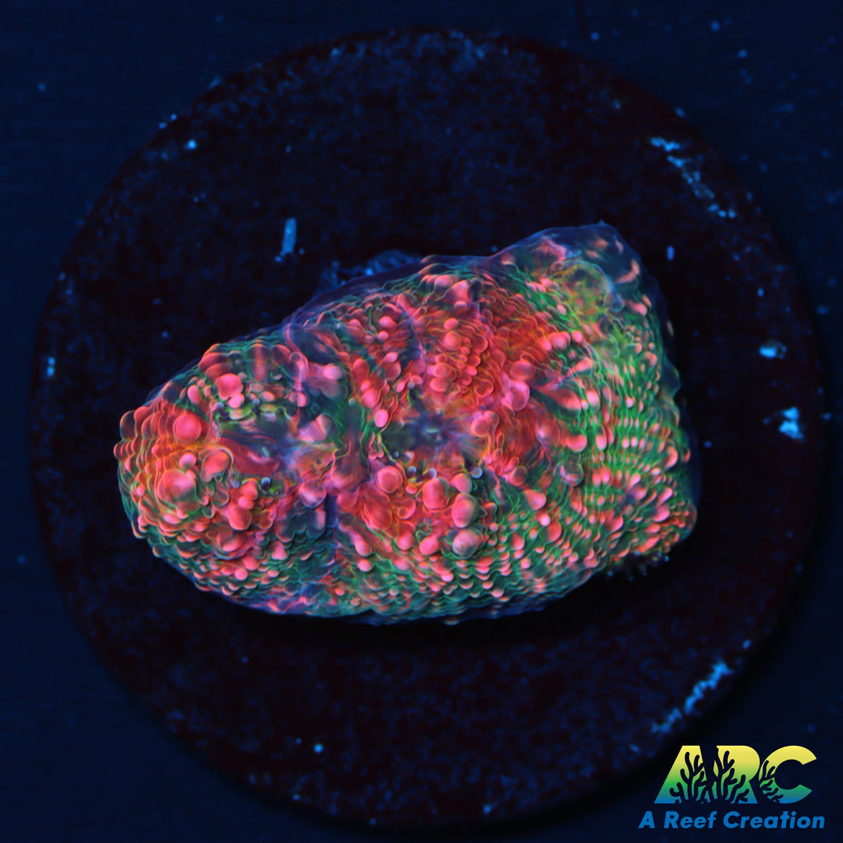 Rimless Watermelon Chalice