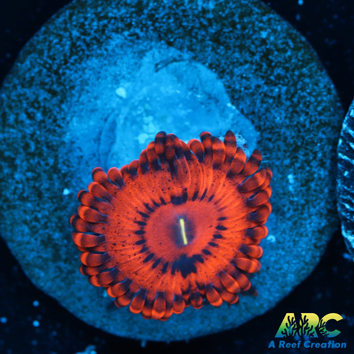 VDM Zoas