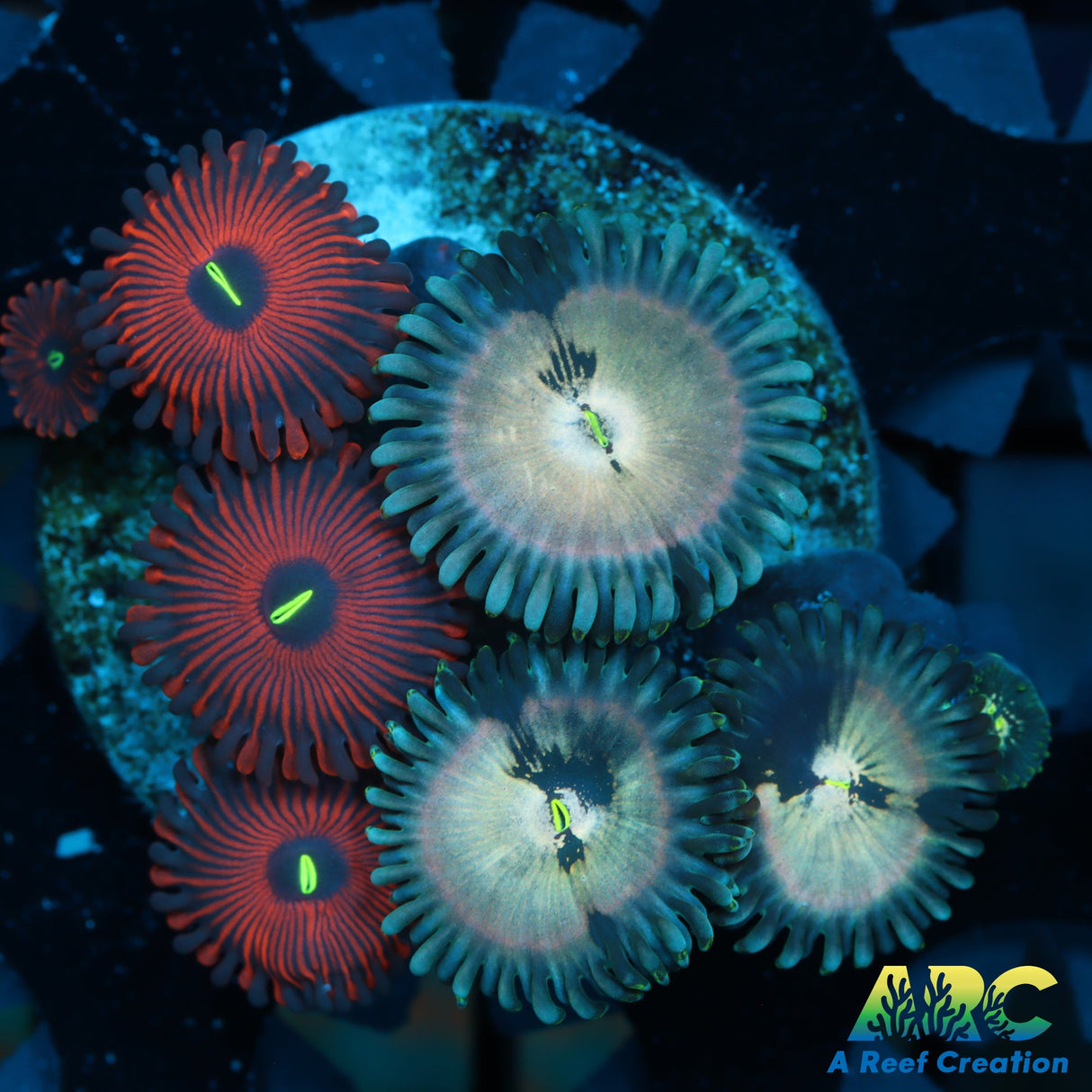 Zoa Mix