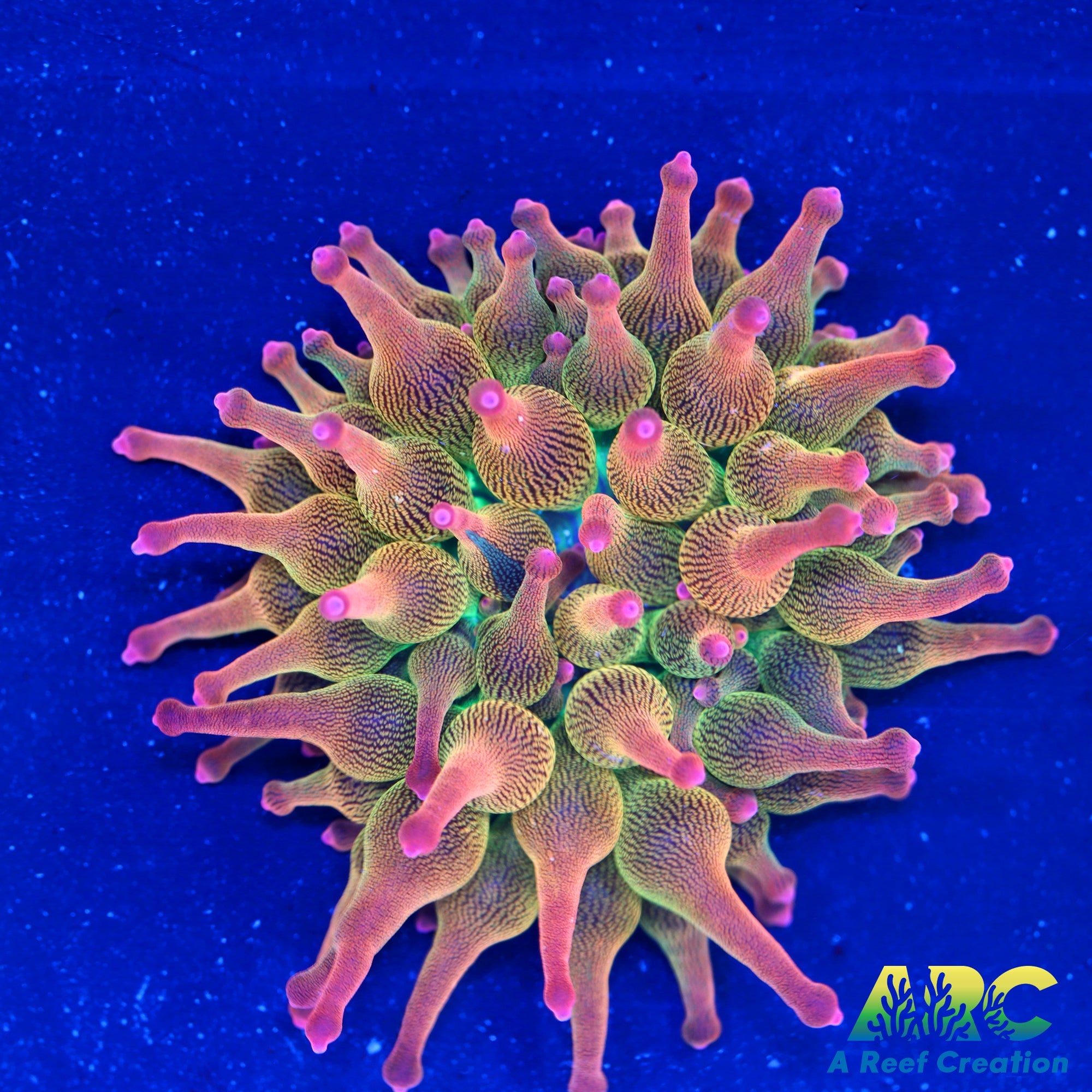 ECC Nexus Burst Bubble Tip Anemone – A Reef Creation