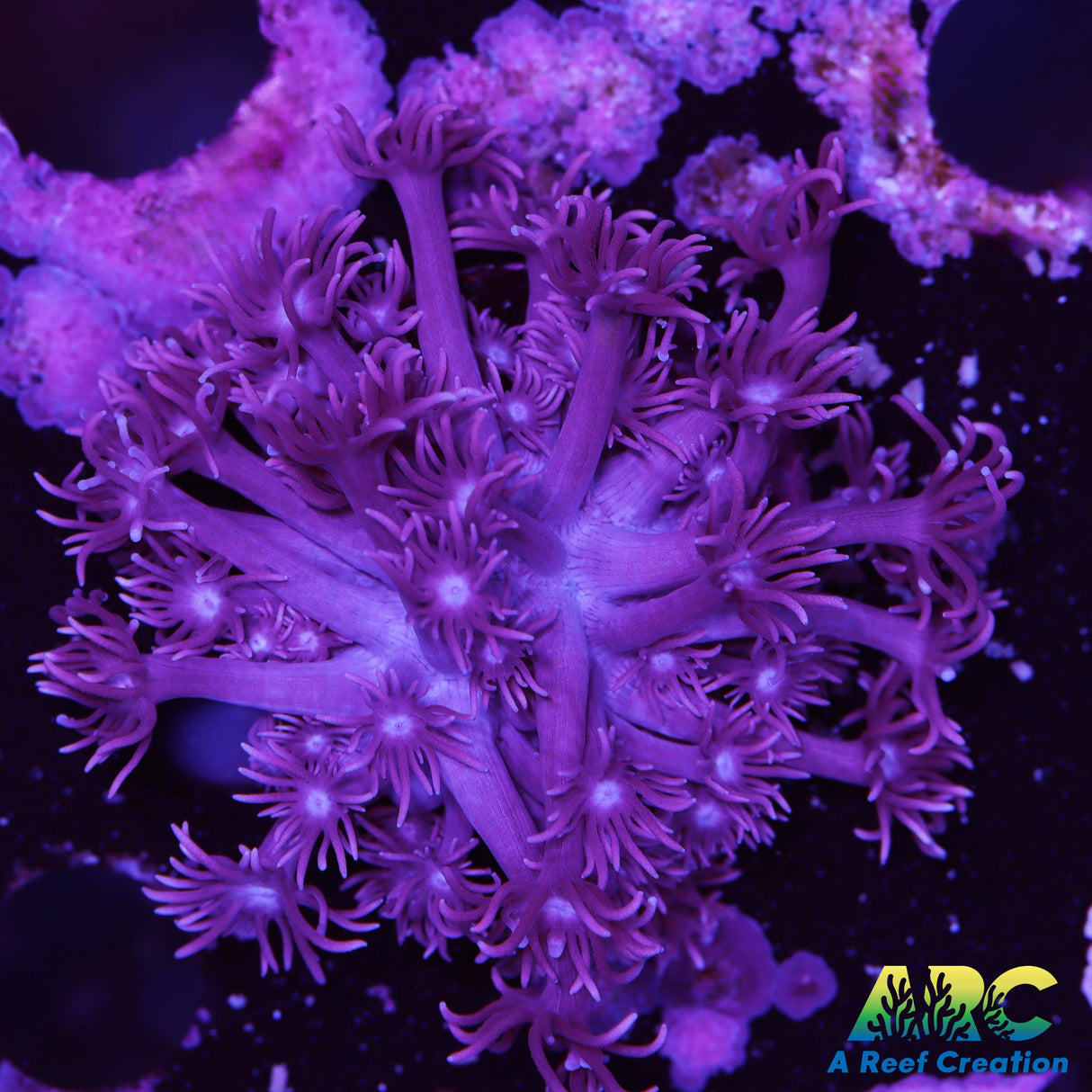 ARC Purple Goniopora