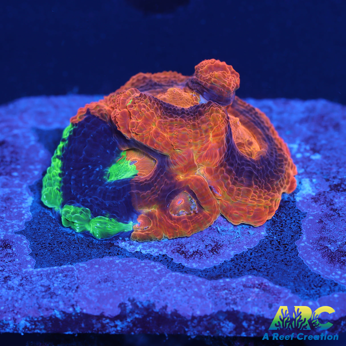 ARC Master Bowerbanki