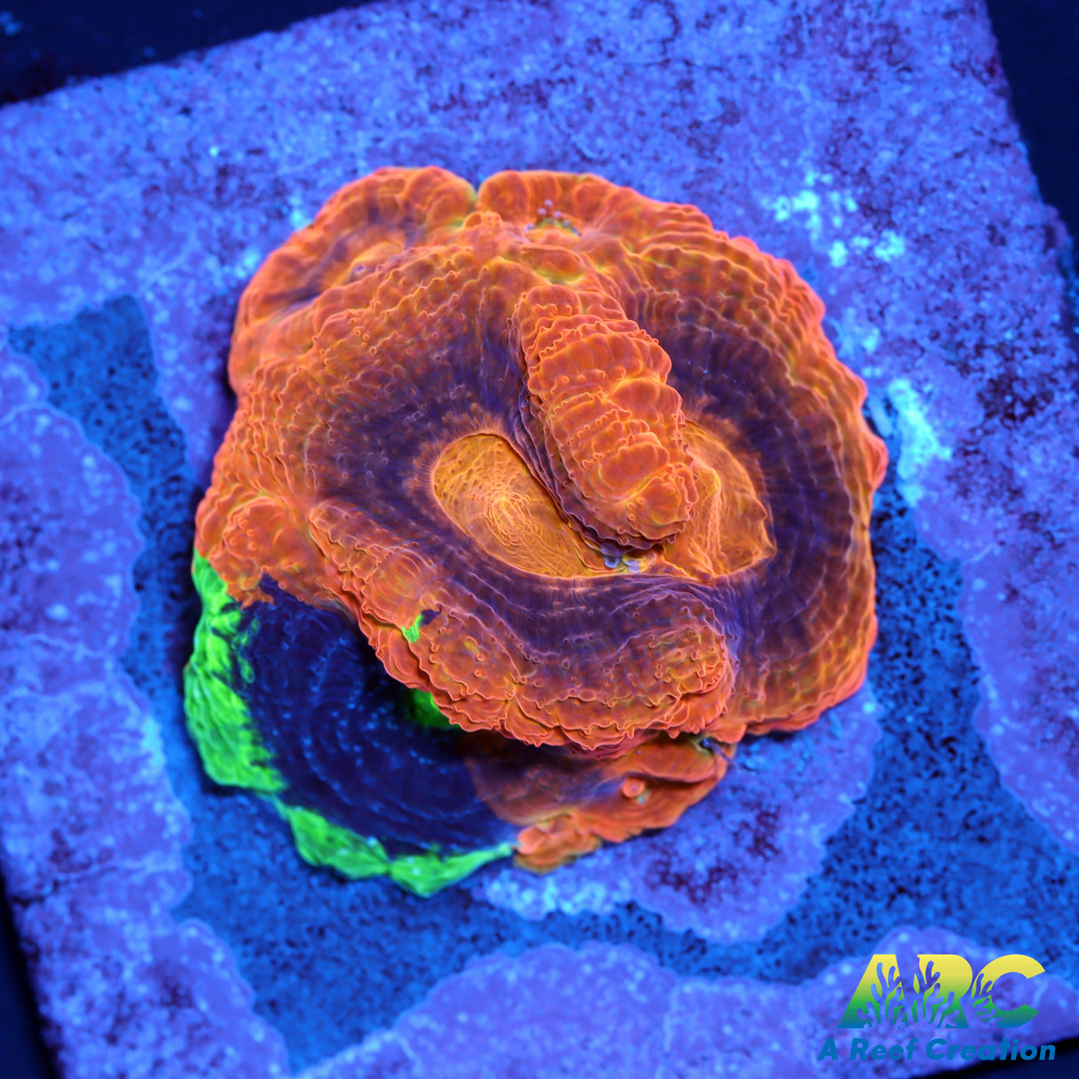 ARC Master Bowerbanki