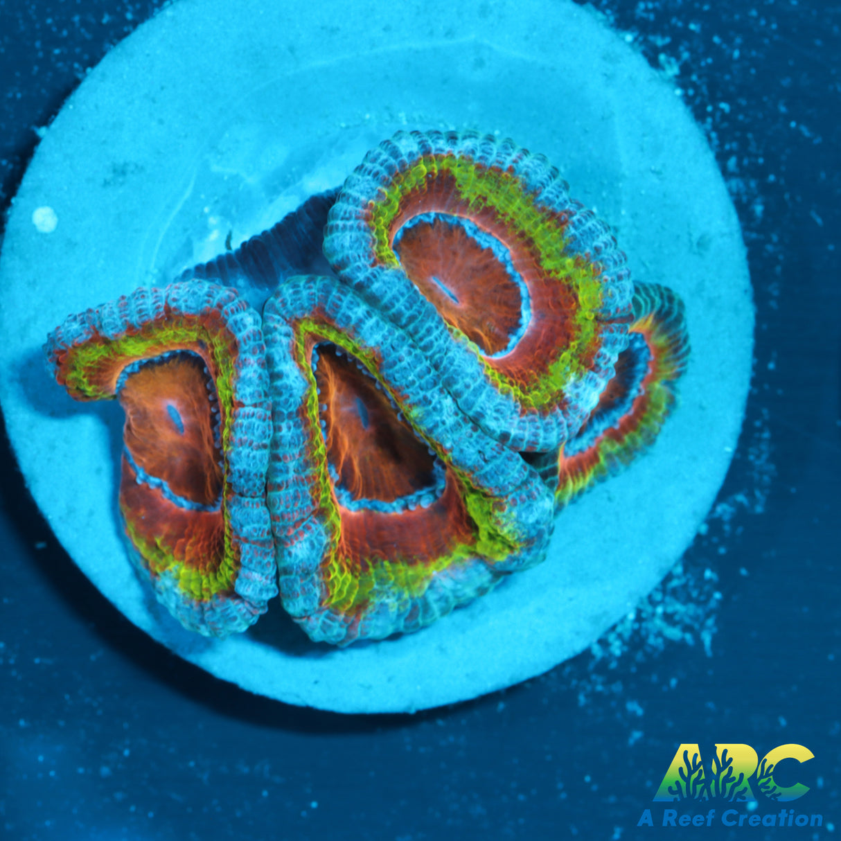 ARC Fruit Loops Acan