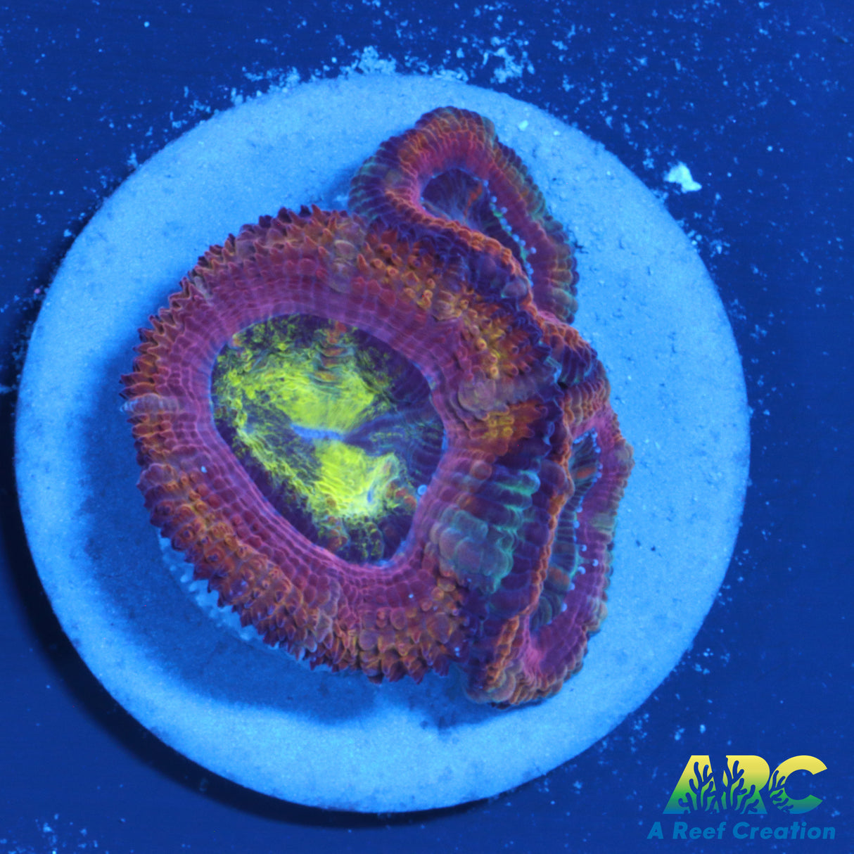 ARC Toxic Avenger Acan