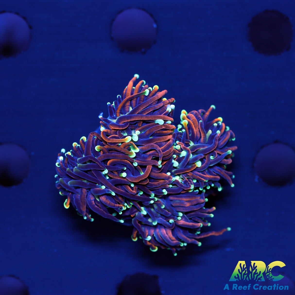 4 Mouth Dragon Soul Torch