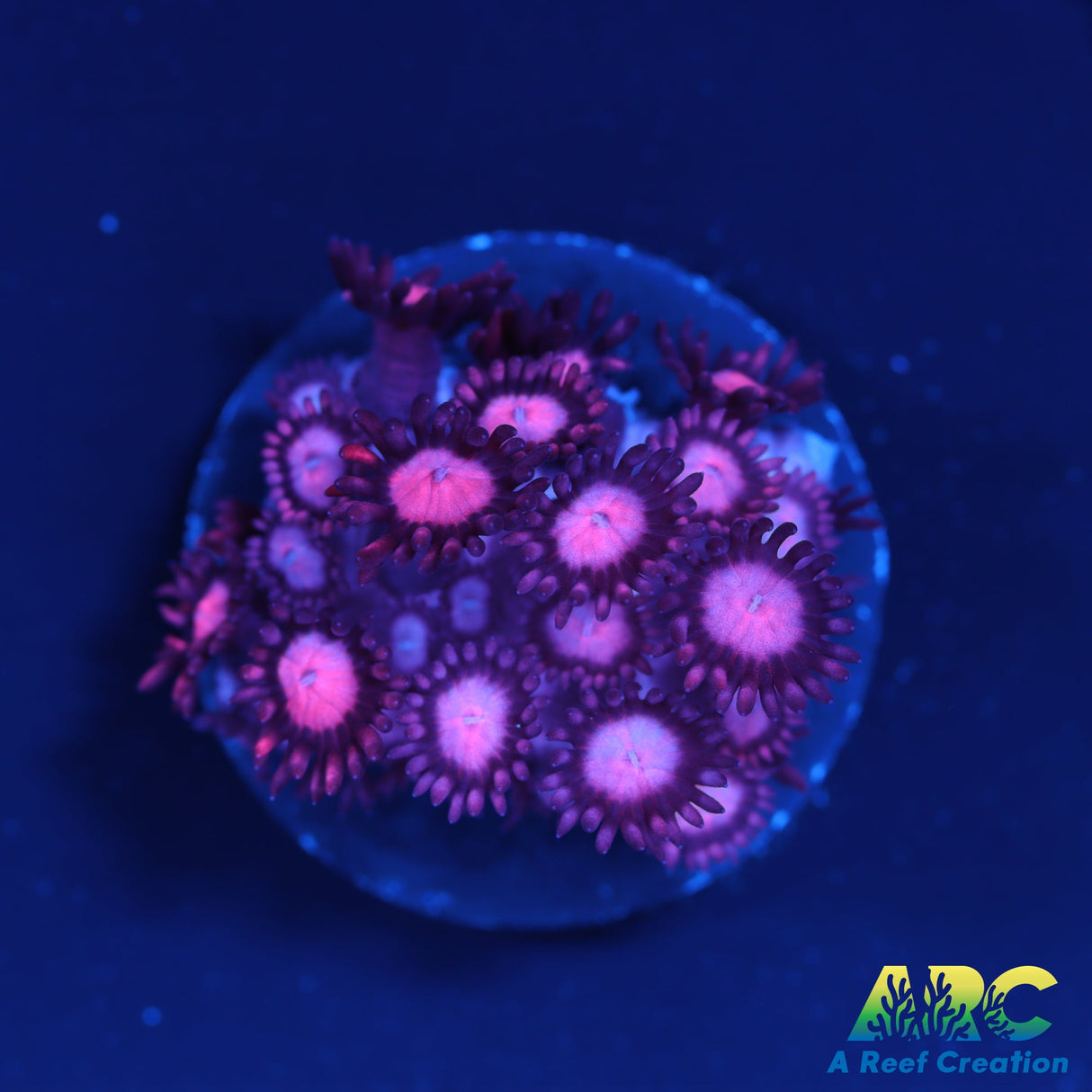 Gma's Pink Goni Buster