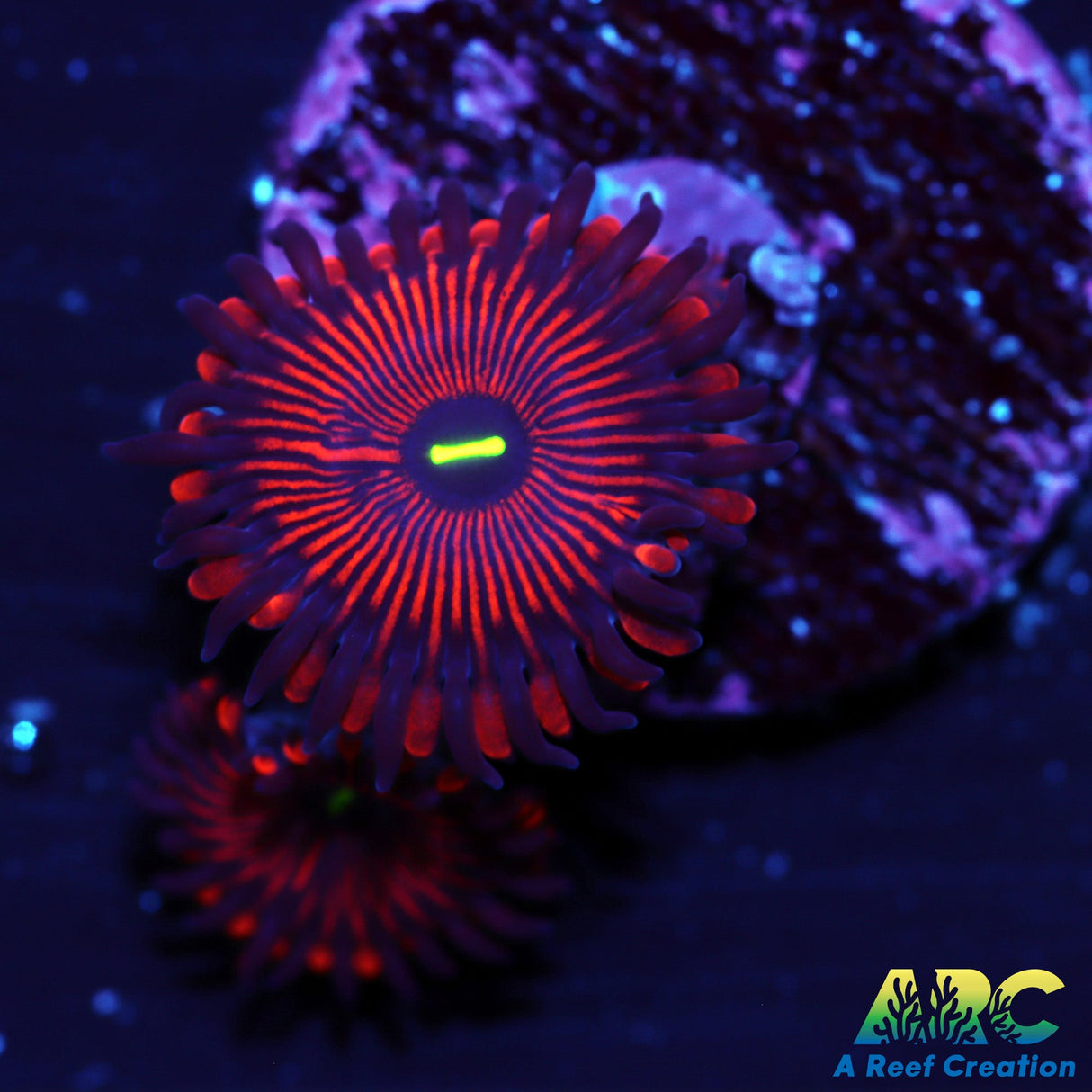 Red People Eater Zoa