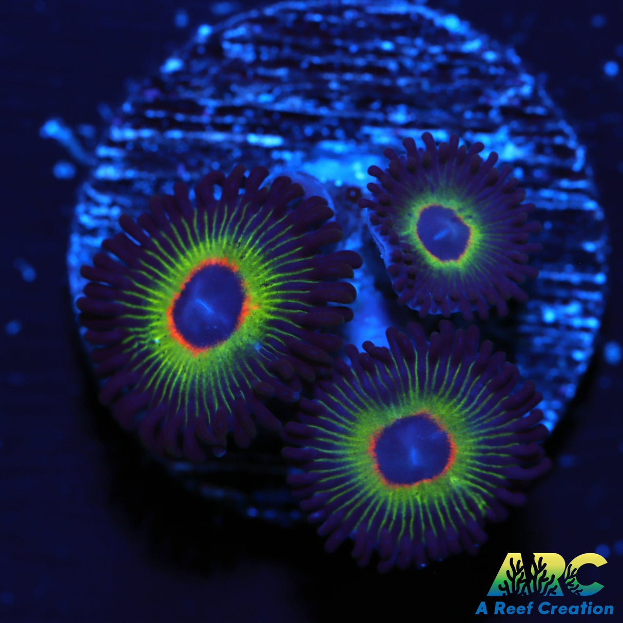 Bob Marleys Zoa