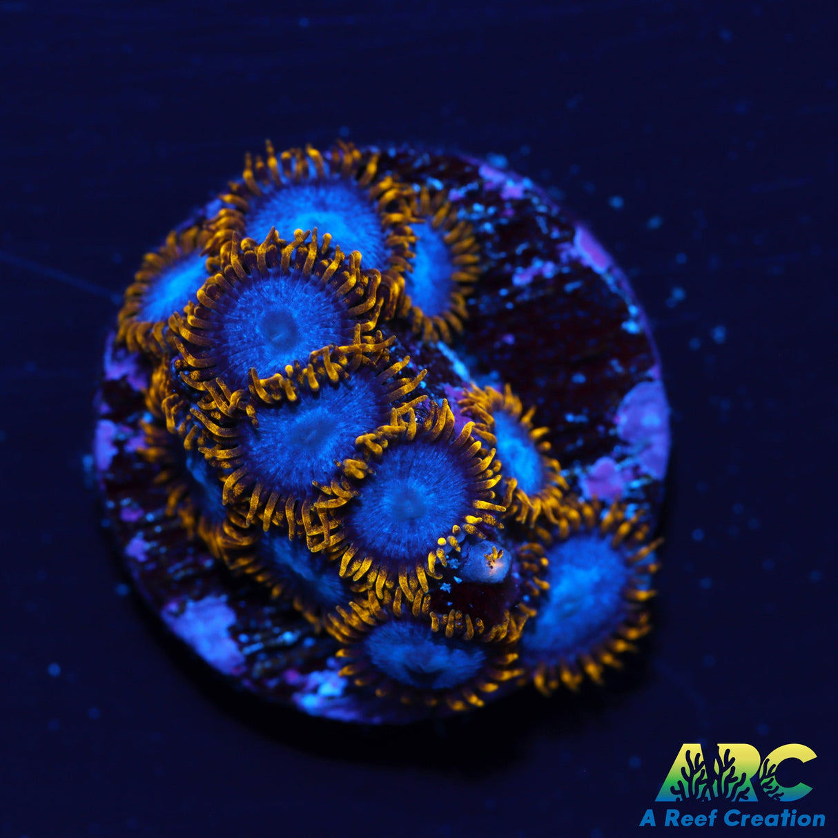 JB Blue Phoenix Zoa