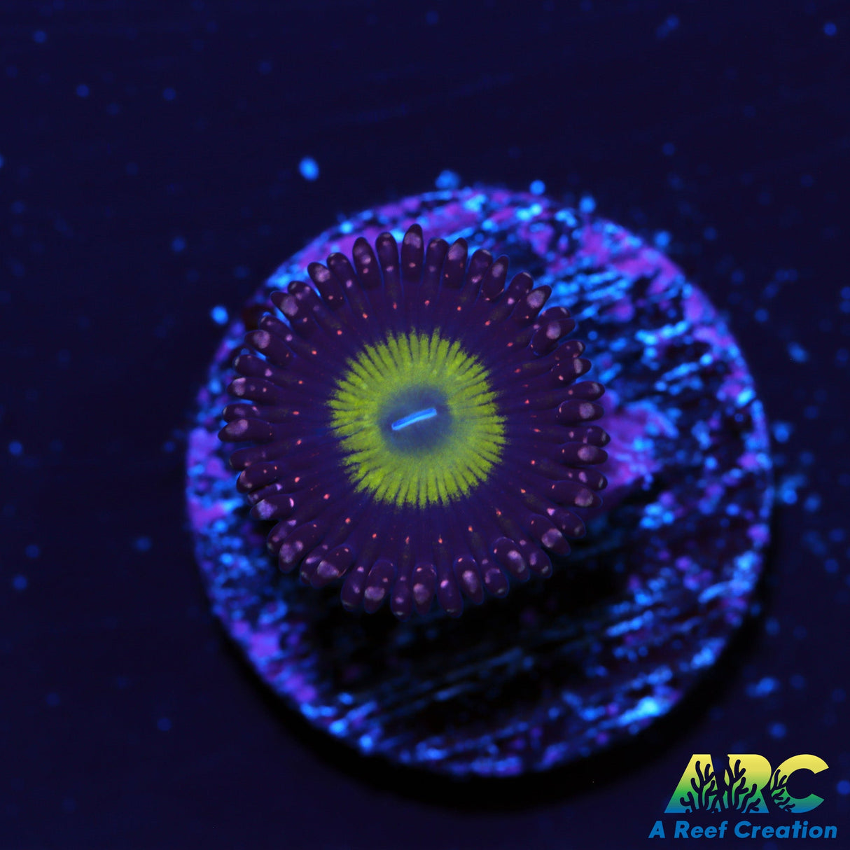 CB Omegas Zoa